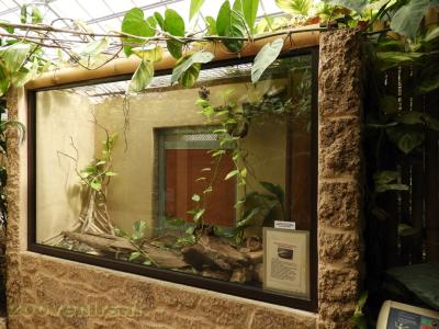 Pelomeduse roussatre - 2018