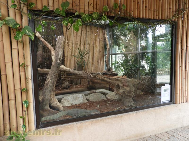 Varan des mangroves