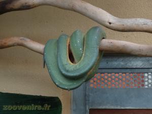 Python vert 