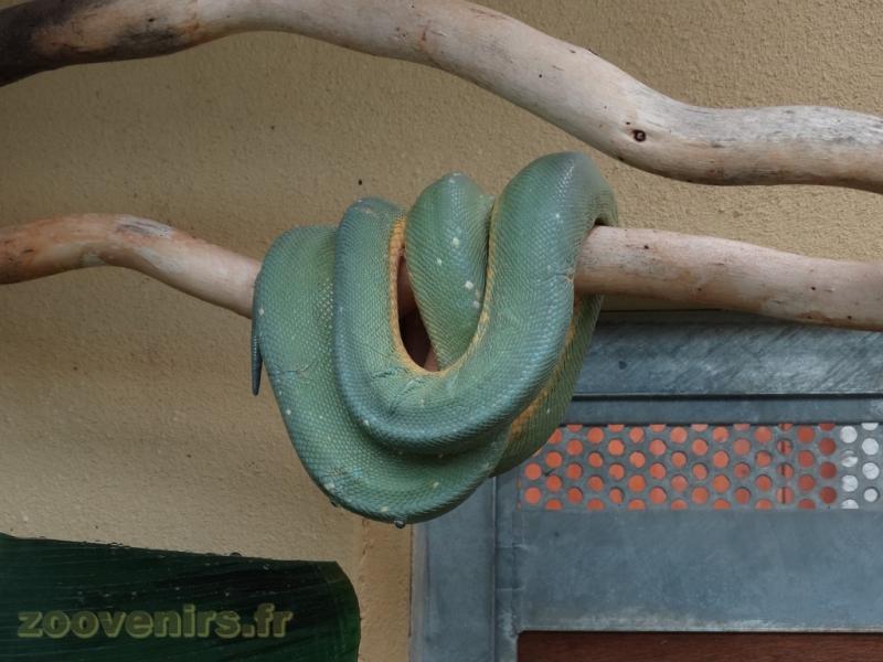 Python vert 