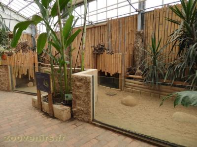 Tortue sillonnée - 2018