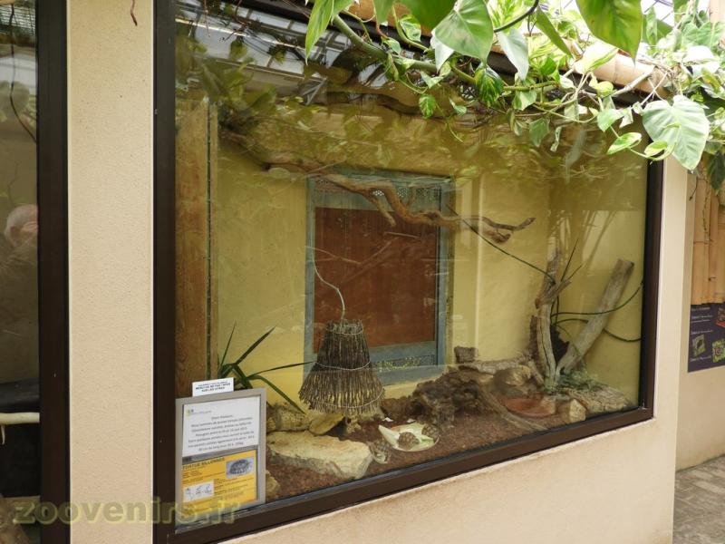 Tortue sillonnée