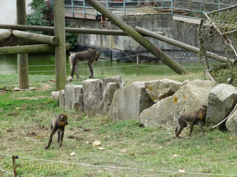 Mandrill