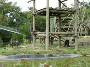 Mandrill