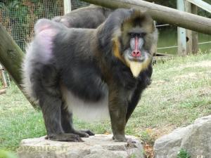 Mandrill