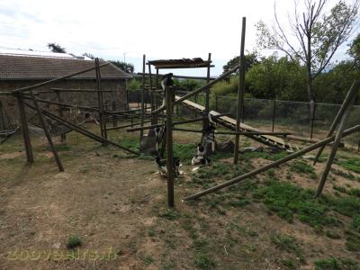 Colobe guéréza - 2018