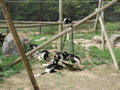 Colobe guéréza - 2018