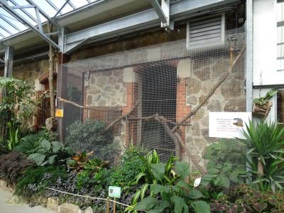 Tamarin empereur - 2018