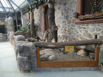 Tatou à 6 bandes - 2018