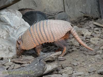 Tatou à 6 bandes - 2018