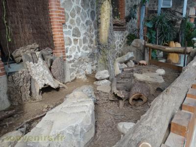 Tatou à 6 bandes - 2018