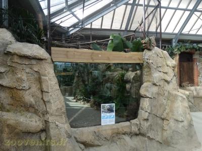 Ouistiti pygmée - Saki à face blanche - 2018