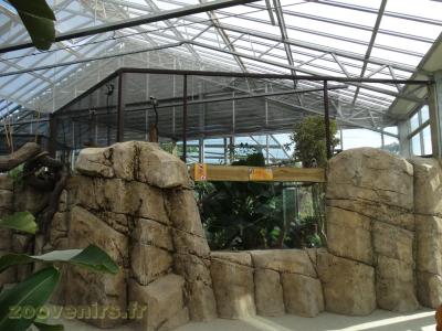 Tamarin pinché - 2018