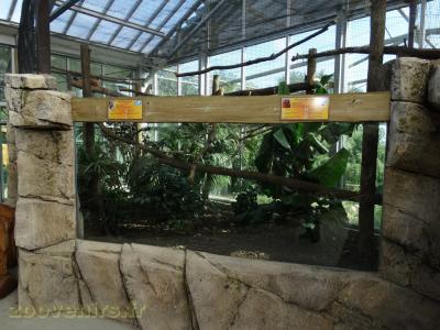 Tamarin lion - Ouistiti pygmée - 2018