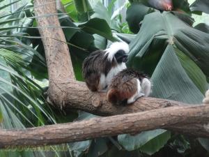 Tamarin pinché