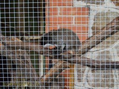 Tamarin empereur - 2018