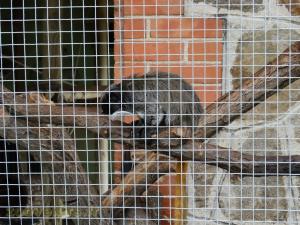 Tamarin empereur 