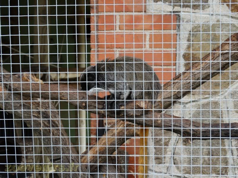 Tamarin empereur 