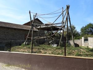 Coati roux - Chien des buissons