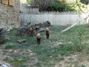 Chien des buissons