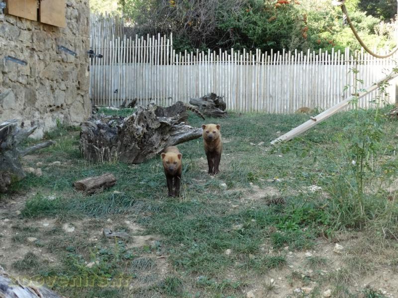 Chien des buissons