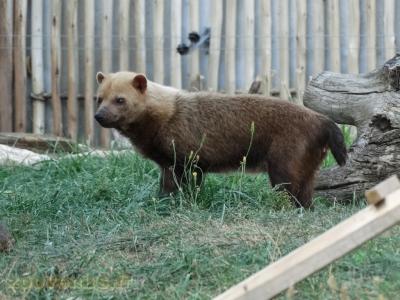 Chien des buissons - 2018