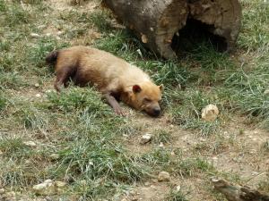Chien des buissons