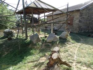 Coati roux - Chien des buissons 