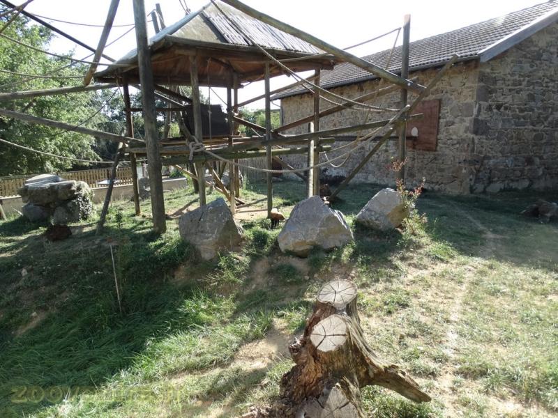 Coati roux - Chien des buissons 