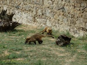 Coati roux