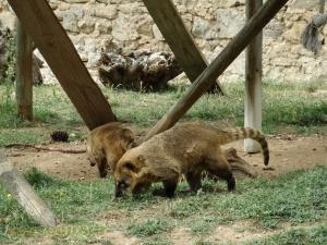 Coati roux