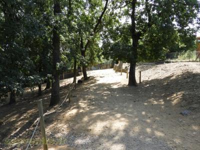 Wallaby de Bennett - 2018