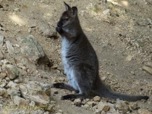 Wallaby de Bennett