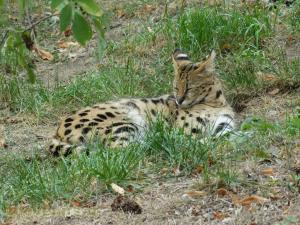 Serval