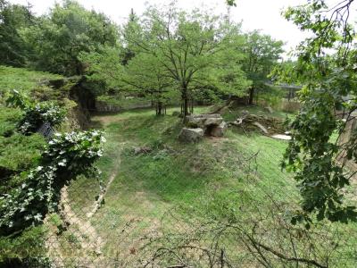 Panthère des neiges - 2018