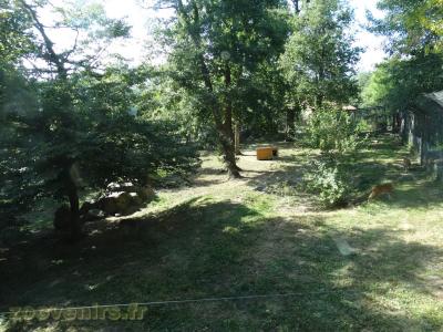 Lynx d'Europe - 2018