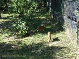 Lynx d'Europe