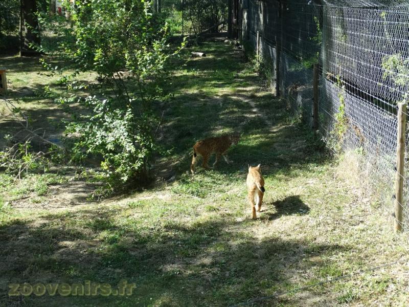 Lynx d'Europe