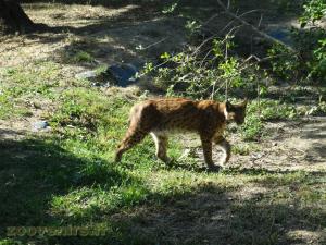 Lynx d'Europe