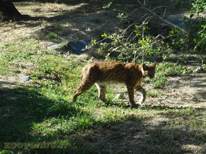 Lynx d'Europe