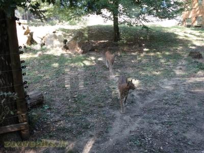 Lynx d'Europe - 2018