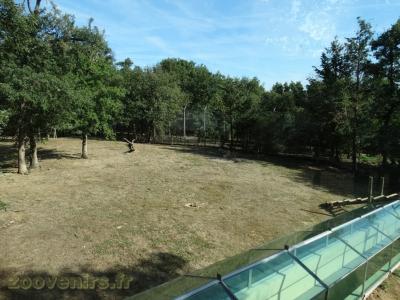 Lion d'Afrique - 2018