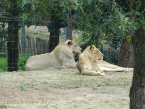 Lion d'Afrique