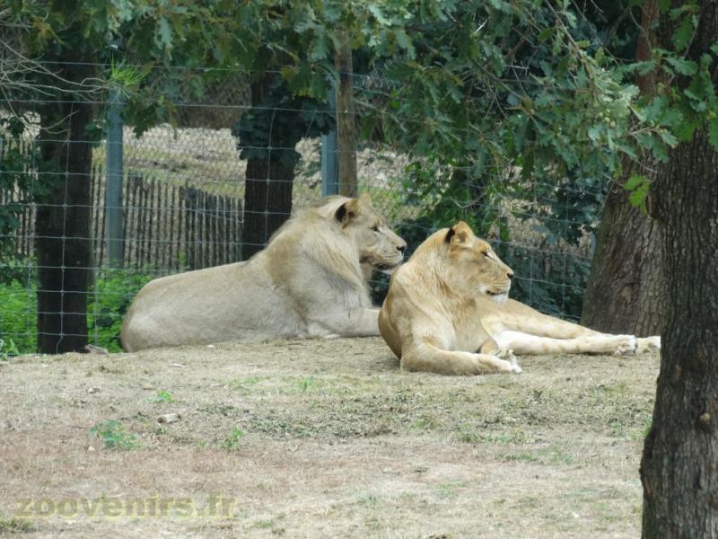 Lion d'Afrique