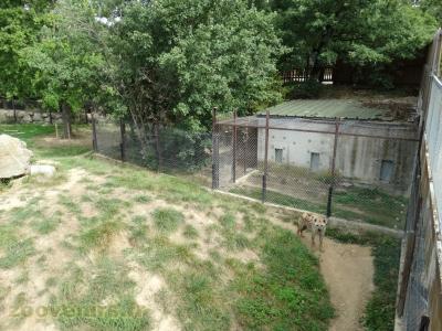 Hyène tachetée - 2018