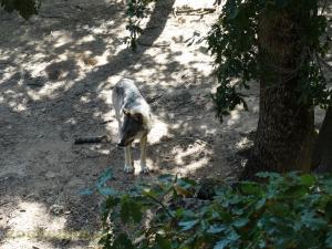 Loup 
