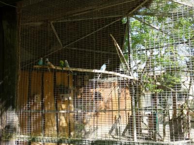 Perruche ondulée - 2018