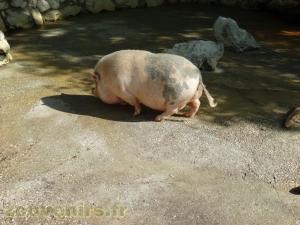 Cochon