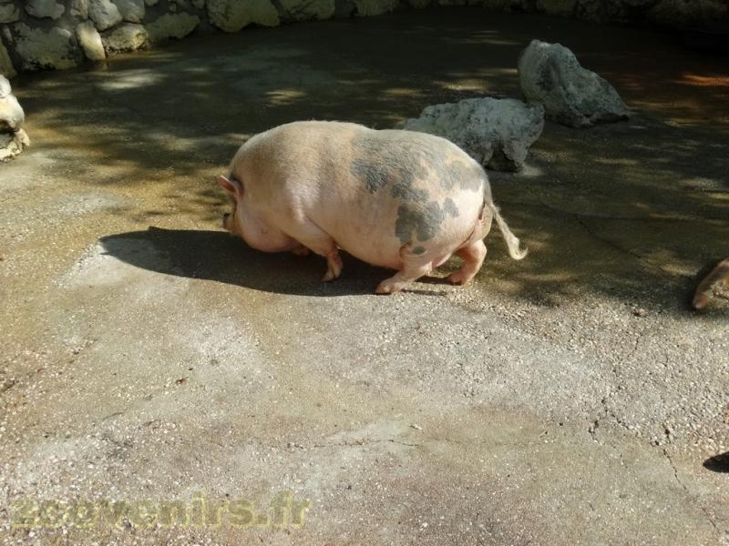Cochon
