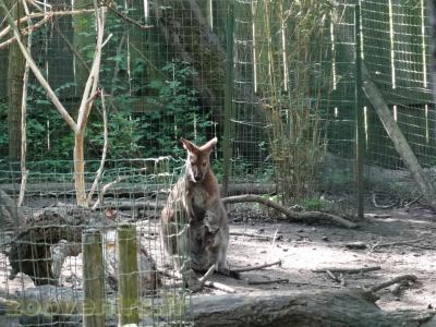 Wallaby de Bennett - 2018